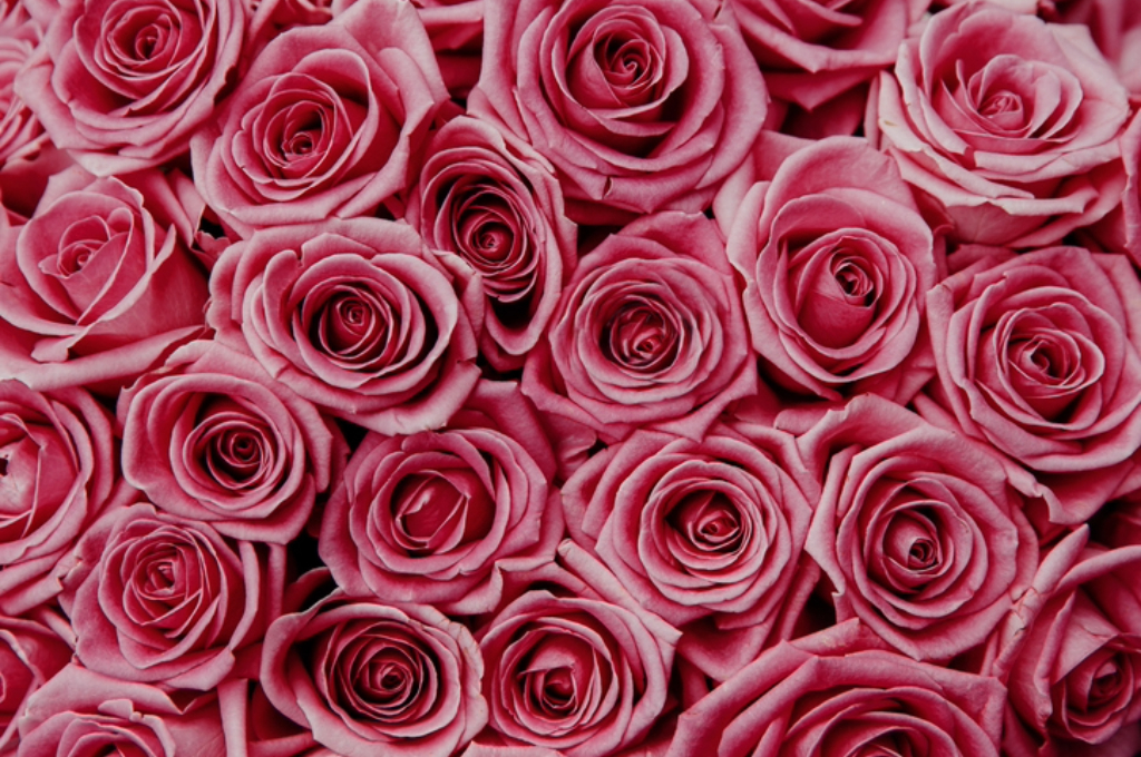 Pembe Çiçek